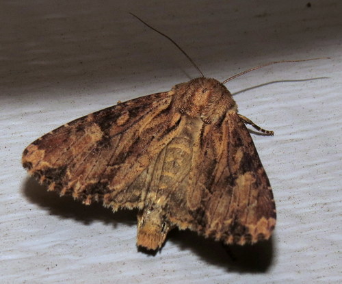 Wood-colored Apamea Moth photo 3
