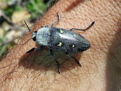 Chalcophorella stigmatica