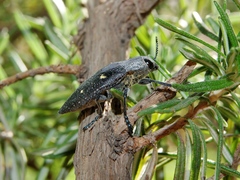 Chalcophorella stigmatica