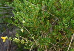 Roepera flexuosa
