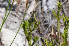 Ceratogomphus triceraticus