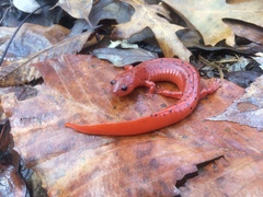 Central Red Salamander photo 4