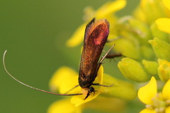 Cauchas rufimitrella