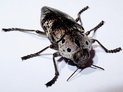 Capnodis miliaris