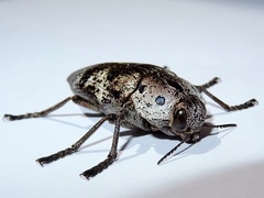 Capnodis miliaris
