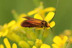 Cauchas rufimitrella