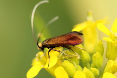 Cauchas rufimitrella