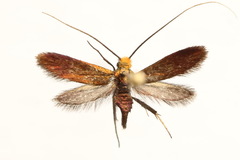 Cauchas rufimitrella