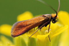 Cauchas rufimitrella