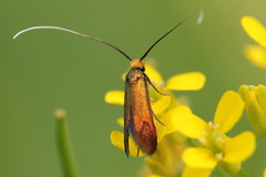 Cauchas rufimitrella