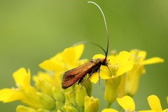 Cauchas rufimitrella