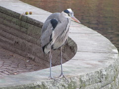 Ardea cinerea