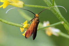 Cauchas rufimitrella