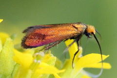 Cauchas rufimitrella