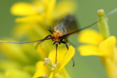 Cauchas rufimitrella