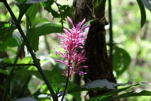 Image of Odontonema callistachyum by (c) Oscar Marín, some rights reserved (CC BY-SA)