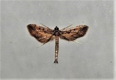 Hydriris chalybitis