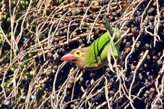 Psilopogon zeylanicus