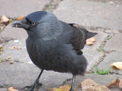 Corvus monedula