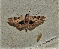 Gymnoscelis lophopus