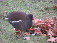 Gallinula chloropus