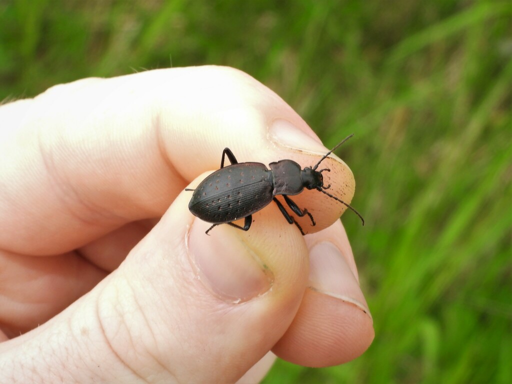 Carabus bremii