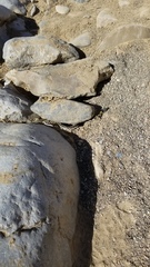 Thamnophis cyrtopsis cyrtopsis