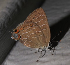 Satyrium liparops