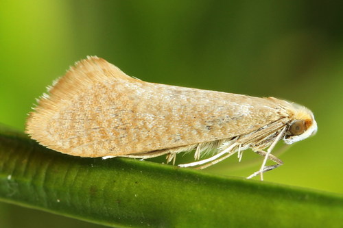 Geltonoji Ilgaūsė Makštinė Kandis nuotrauka