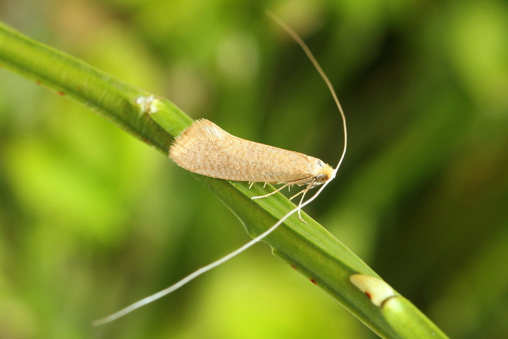 Nematopogon