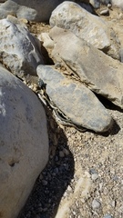 Thamnophis cyrtopsis cyrtopsis