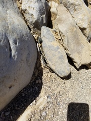 Thamnophis cyrtopsis cyrtopsis