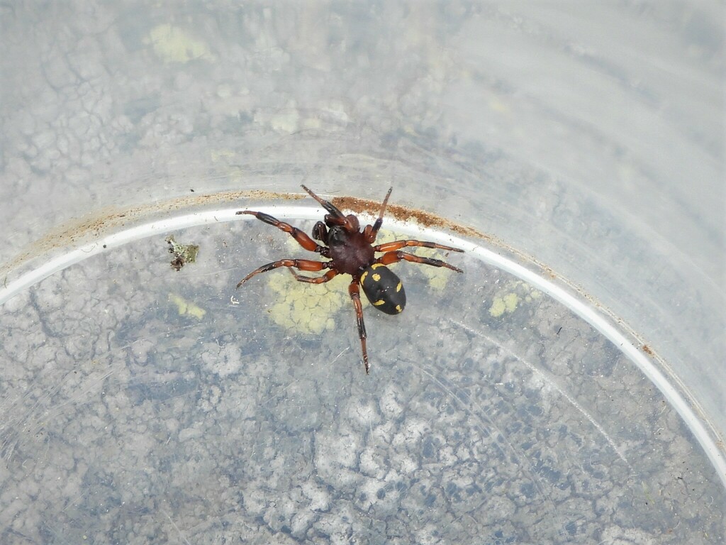 Ant Comb-Footed Spider from Alpe Artignaga, Valdilana, BI, Italia on ...