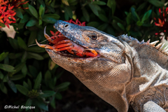 Black Spiny-Tailed Iguana photo 3