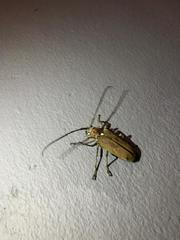 Batocera rufomaculata