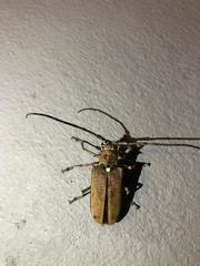 Batocera rufomaculata