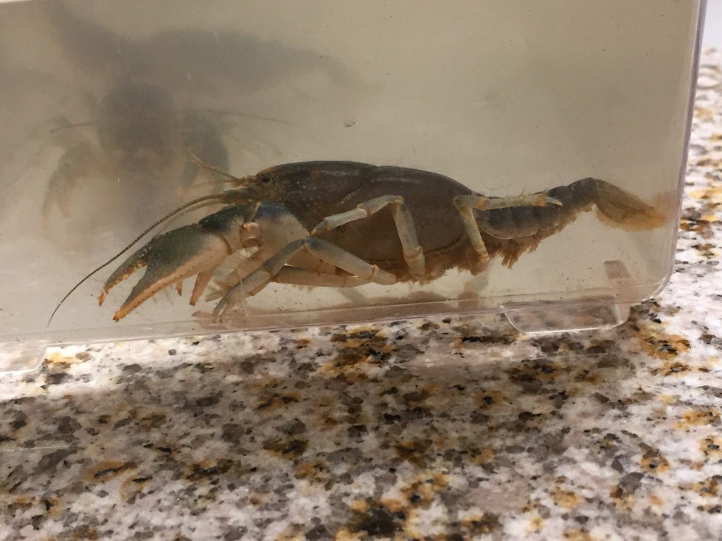 Piedmont Blue Burrower in November 2018 by Daniel Folds. Undescribed ...