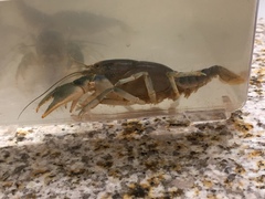 Cambarus harti
