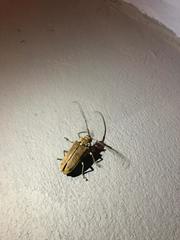 Batocera rufomaculata
