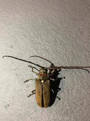 Batocera rufomaculata