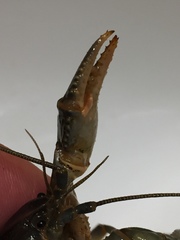 Cambarus harti