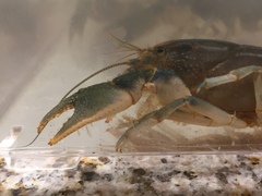 Cambarus harti