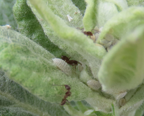 iNaturalist observation photo of Mealybugs