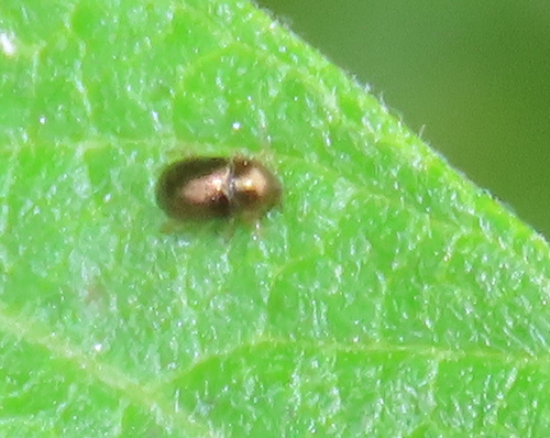 iNaturalist observation photo of Bronze Leaf Beetle