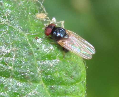 iNaturalist observation photo of Lonchaea