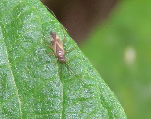 iNaturalist observation photo of Orthotylus