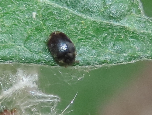 iNaturalist observation photo of Carpet Beetles