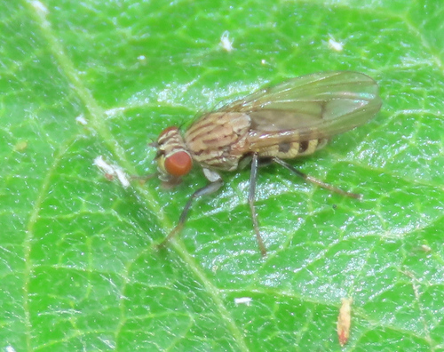 iNaturalist observation photo of Oevervliegen