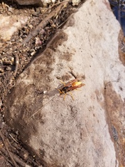 Polistes comanchus comanchus