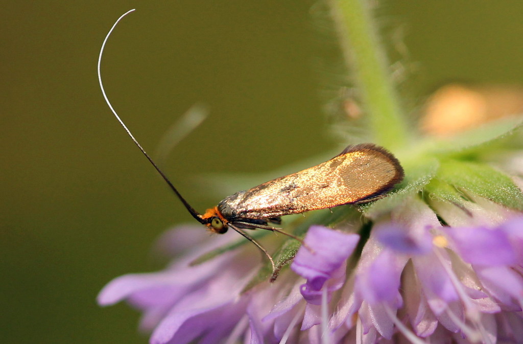 Brassy Longhorn